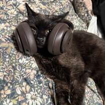 Thumbnail photo of Spidermonkey #2