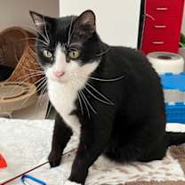 Thumbnail photo of Homer #4