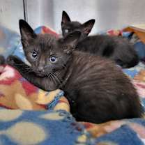 Thumbnail photo of Vercher 27493 #2