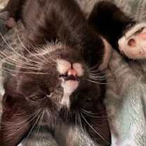 Thumbnail photo of Jack Frost Jr #2