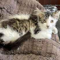 Thumbnail photo of Motley #4