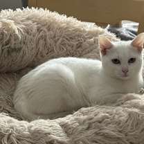 Thumbnail photo of Lyra #1