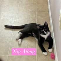 Thumbnail photo of Tag Along #2