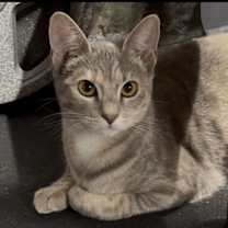 Thumbnail photo of Hazel & Smokey Bonded Pair (Courtesy Post) #1