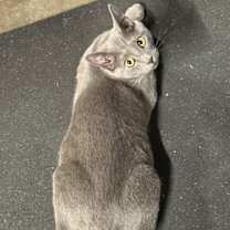 Thumbnail photo of Hazel & Smokey Bonded Pair (Courtesy Post) #2