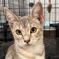 Thumbnail photo of Hazel & Smokey Bonded Pair (Courtesy Post) #3