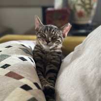 Thumbnail photo of Aster #4