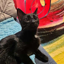 Thumbnail photo of Scout #1