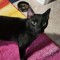 Thumbnail photo of Scout #2