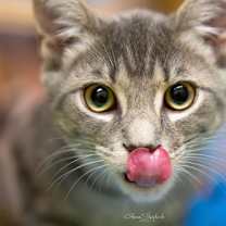 Thumbnail photo of Marble #4