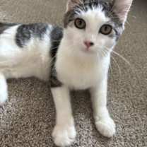 Thumbnail photo of Marshmallow #1