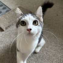 Thumbnail photo of Marshmallow #2