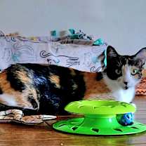 Thumbnail photo of Venus #3