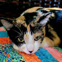 Thumbnail photo of Venus #4