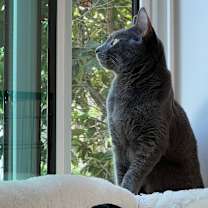 Thumbnail photo of Rum Tum Tugger #2