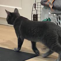 Thumbnail photo of Rum Tum Tugger #3