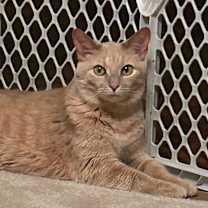 Thumbnail photo of 1120-37 Simone #3