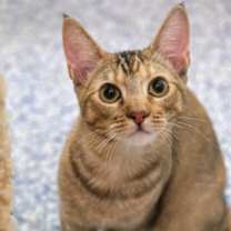 Thumbnail photo of Mia #1