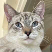 Thumbnail photo of Pedro 4789 #4