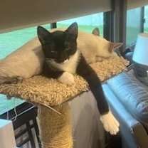 Thumbnail photo of T-Rex #1