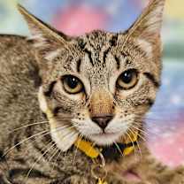 Thumbnail photo of Flash- RC PetSmart #1