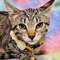 Thumbnail photo of Flash- RC PetSmart #3