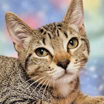 Thumbnail photo of Oreo- RC PetSmart #1