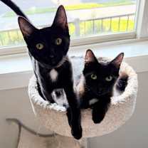 Thumbnail photo of ROXY & MERCEDES - Twice the Sister Fun! #3