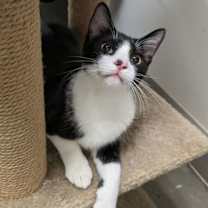 Thumbnail photo of Link #1