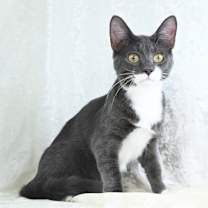 Thumbnail photo of Bitsy #4