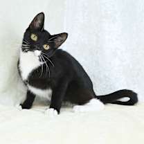 Thumbnail photo of Bedelia #4