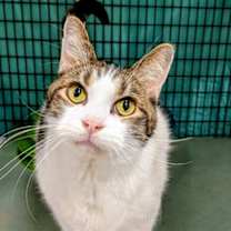 Thumbnail photo of Mario #1