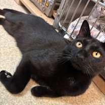 Thumbnail photo of Onyx #4