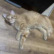 Thumbnail photo of Archie #1