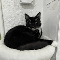 Thumbnail photo of Snuffy #1