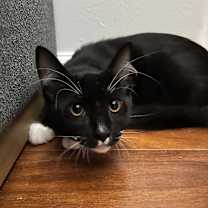 Thumbnail photo of Snuffy #2