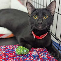 Thumbnail photo of Onyx Ze-Cat 9964 #1