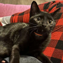 adopt-pet