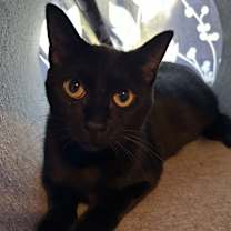 adopt-pet