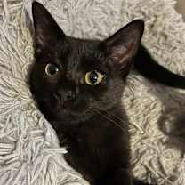adopt-pet