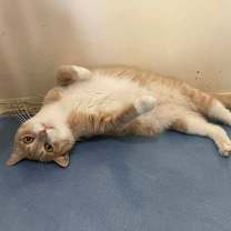 Thumbnail photo of Cirilla #4