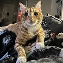 Thumbnail photo of Mandarin (Citrus Crew) #3