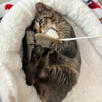 Thumbnail photo of Ollie #3