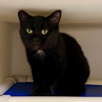 Thumbnail photo of Morticia #3