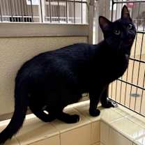 Thumbnail photo of Xena #3