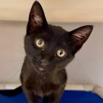 Thumbnail photo of Xena #4