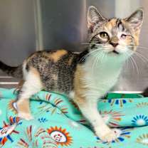 Thumbnail photo of Sandy Cheeks #2