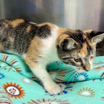 Thumbnail photo of Sandy Cheeks #4