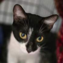 Thumbnail photo of Tulip #1