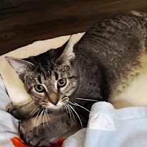 Thumbnail photo of KITTEN MISS REY REY #3